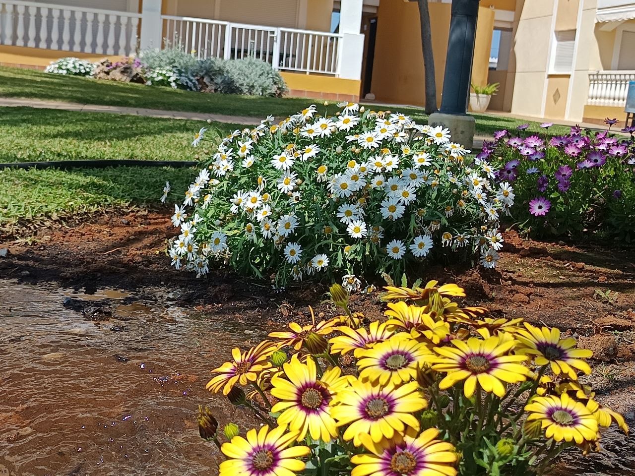 Flores cuidadas en un jardín comunitario