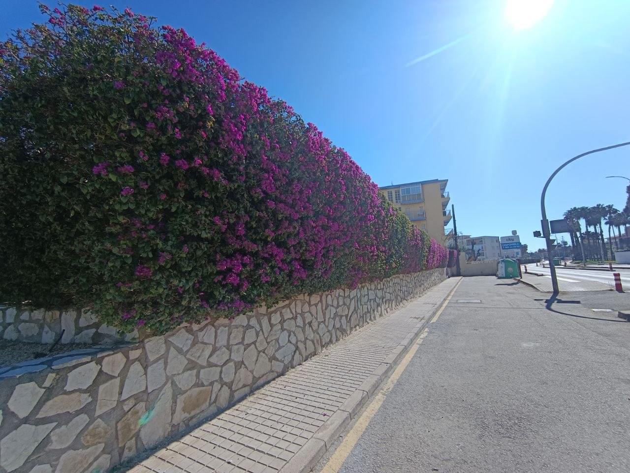 Gran seto de buganvilla en flor